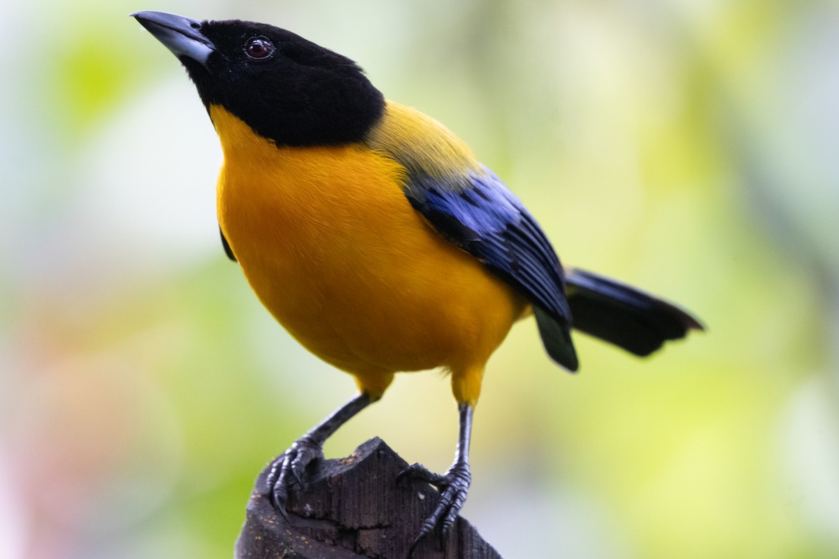 クロアゴヤマフウキンチョウ - ML644790787