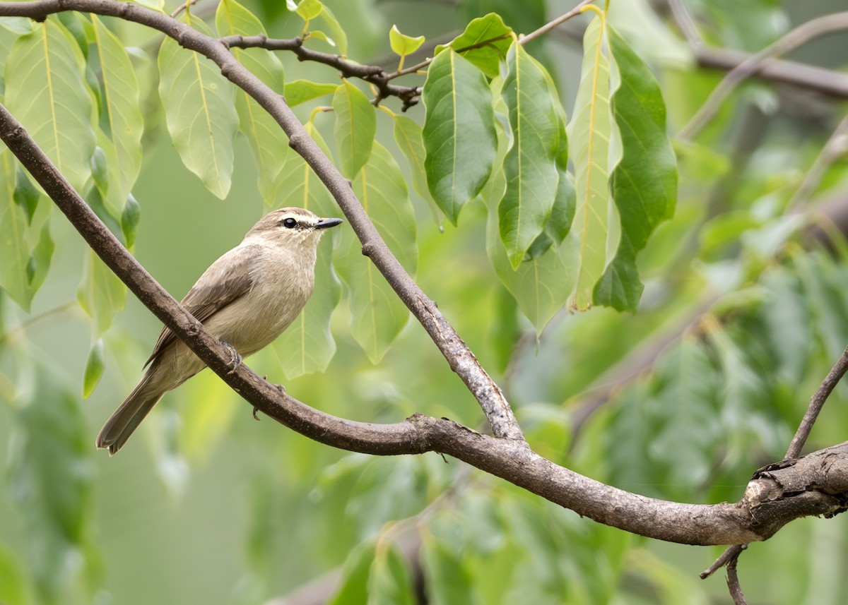 Drab Water Tyrant - ML644790791