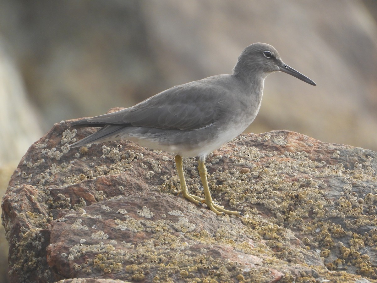 vodouš aljašský - ML644790794