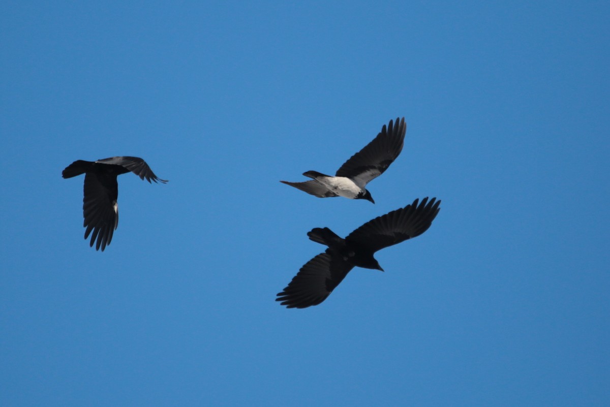 Leş Kargası - ML644790825