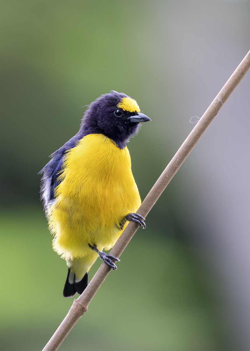 Purple-throated Euphonia - ML644790842