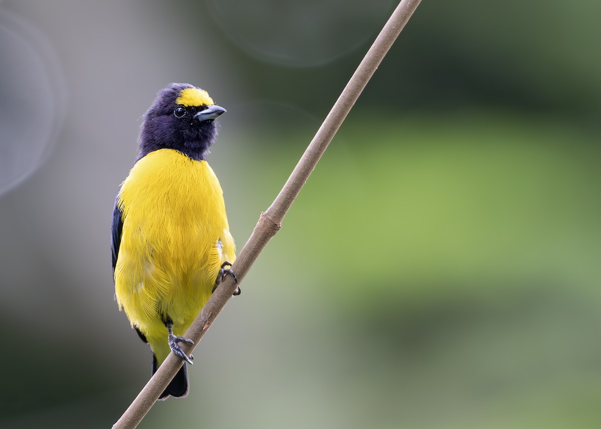 Purple-throated Euphonia - ML644790843