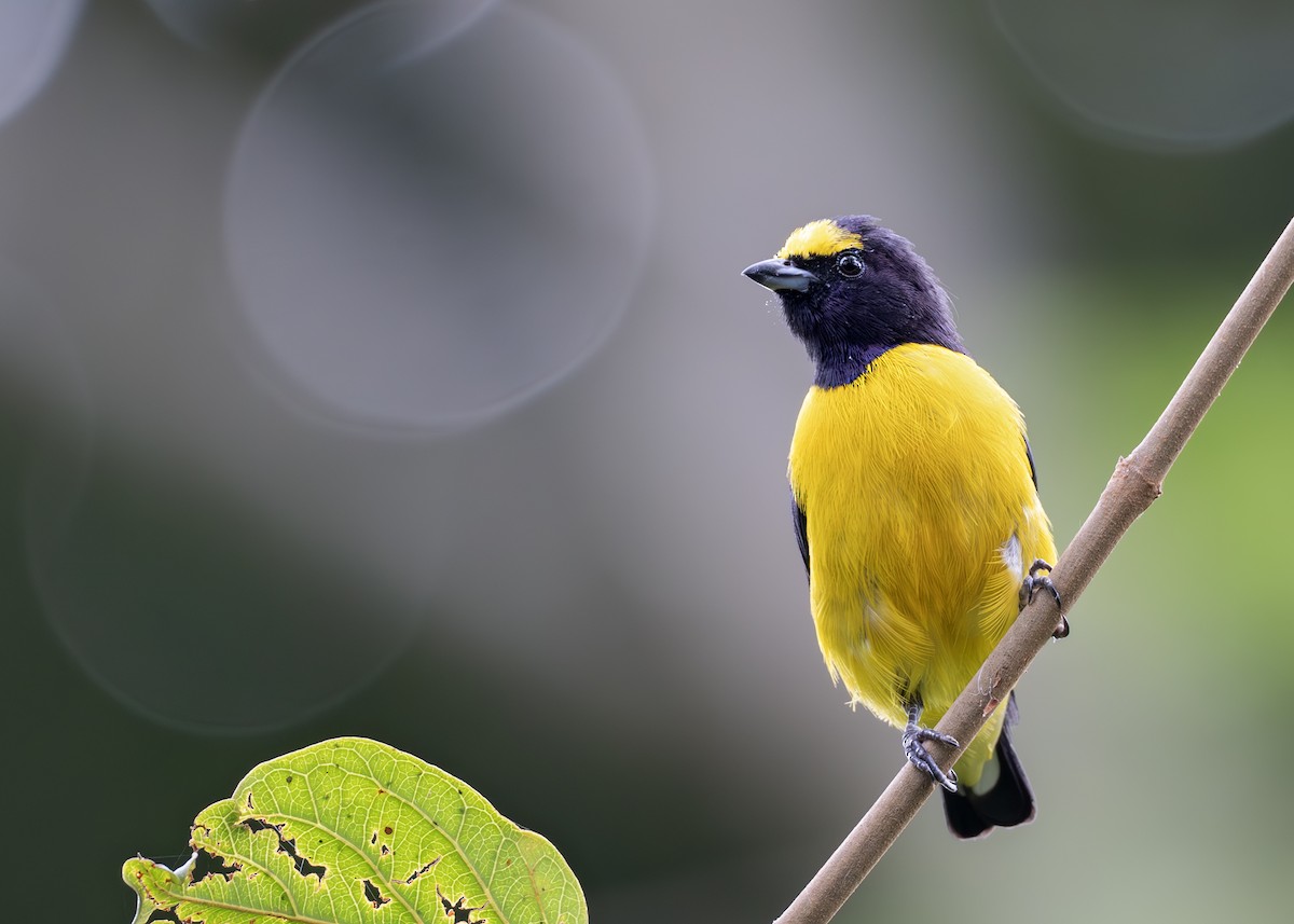 Purple-throated Euphonia - ML644790844