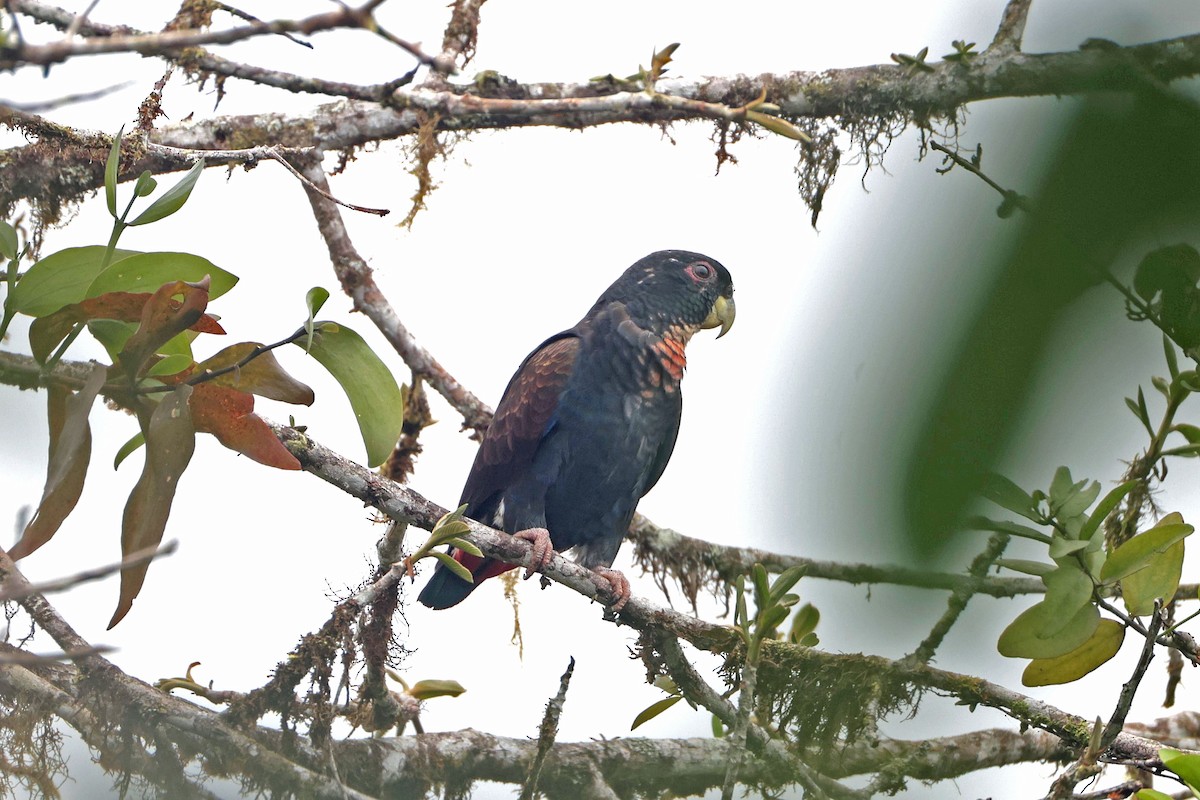 Bronze-winged Parrot - ML644790846