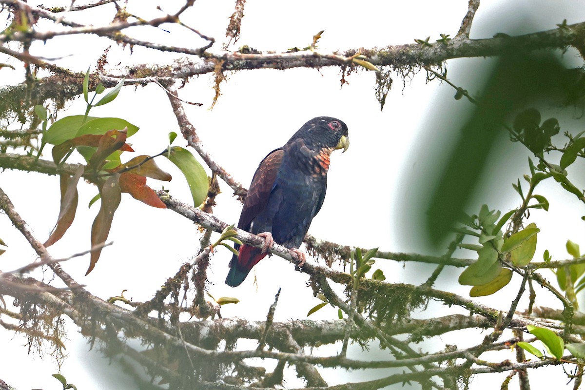 Bronze-winged Parrot - ML644790847