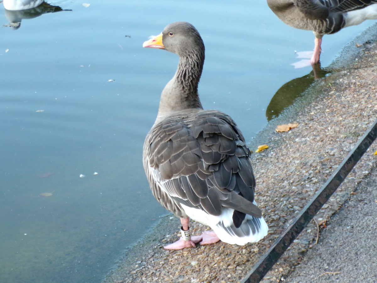 Graylag Goose - ML644790859