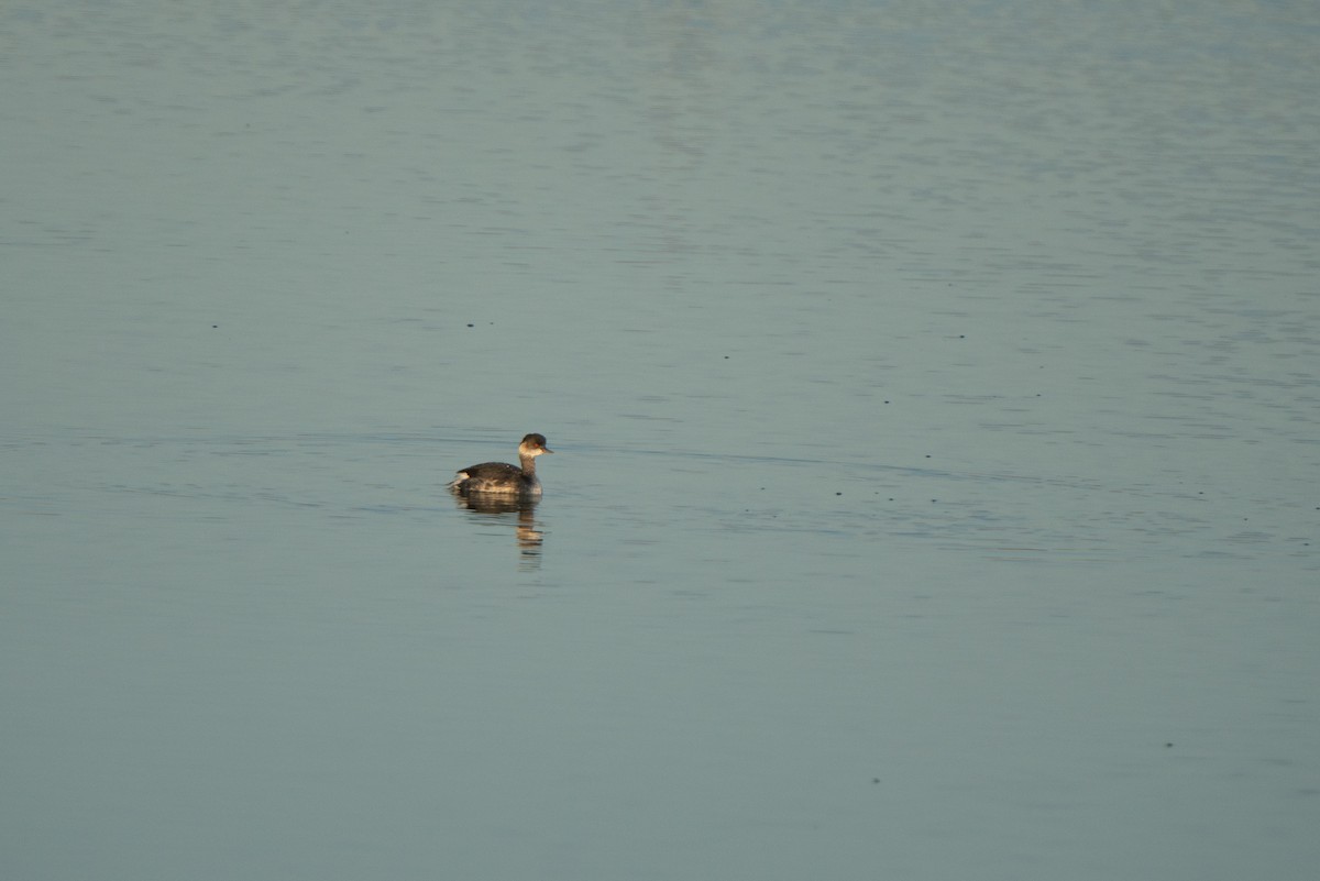 potápka černokrká - ML644790867