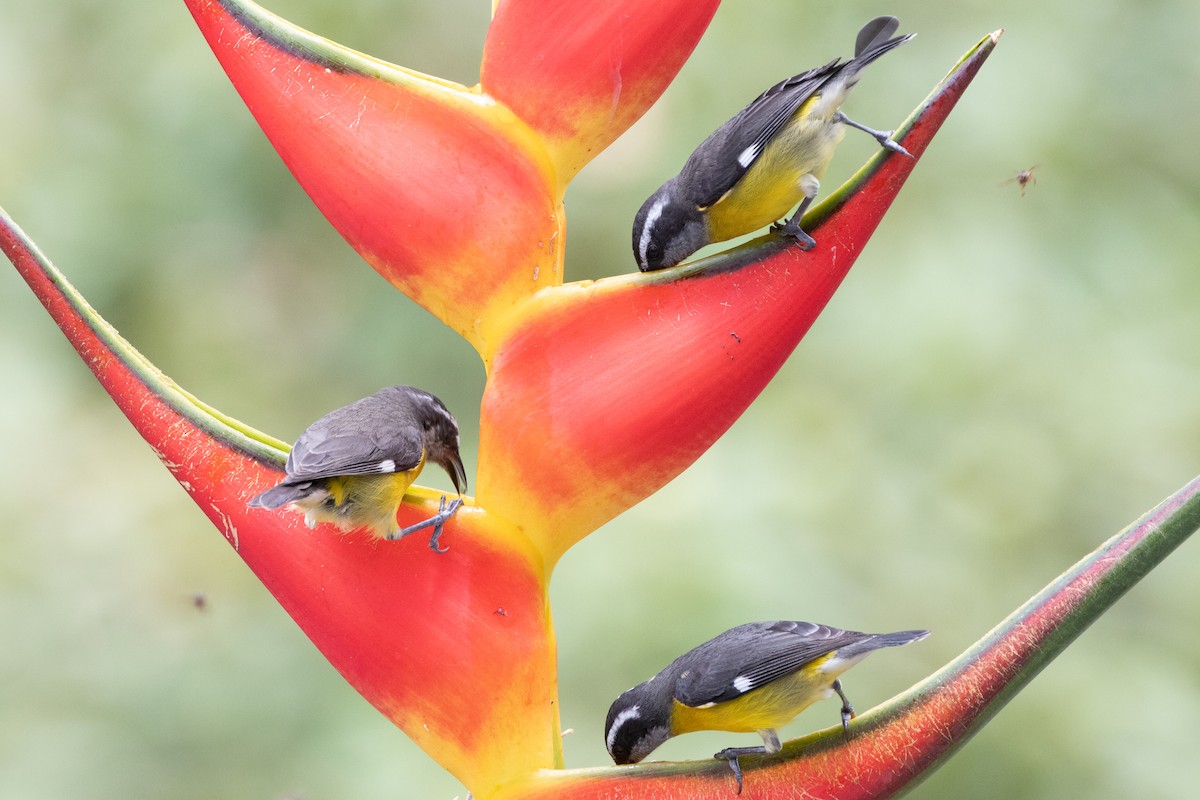 Bananaquit - ML644790870