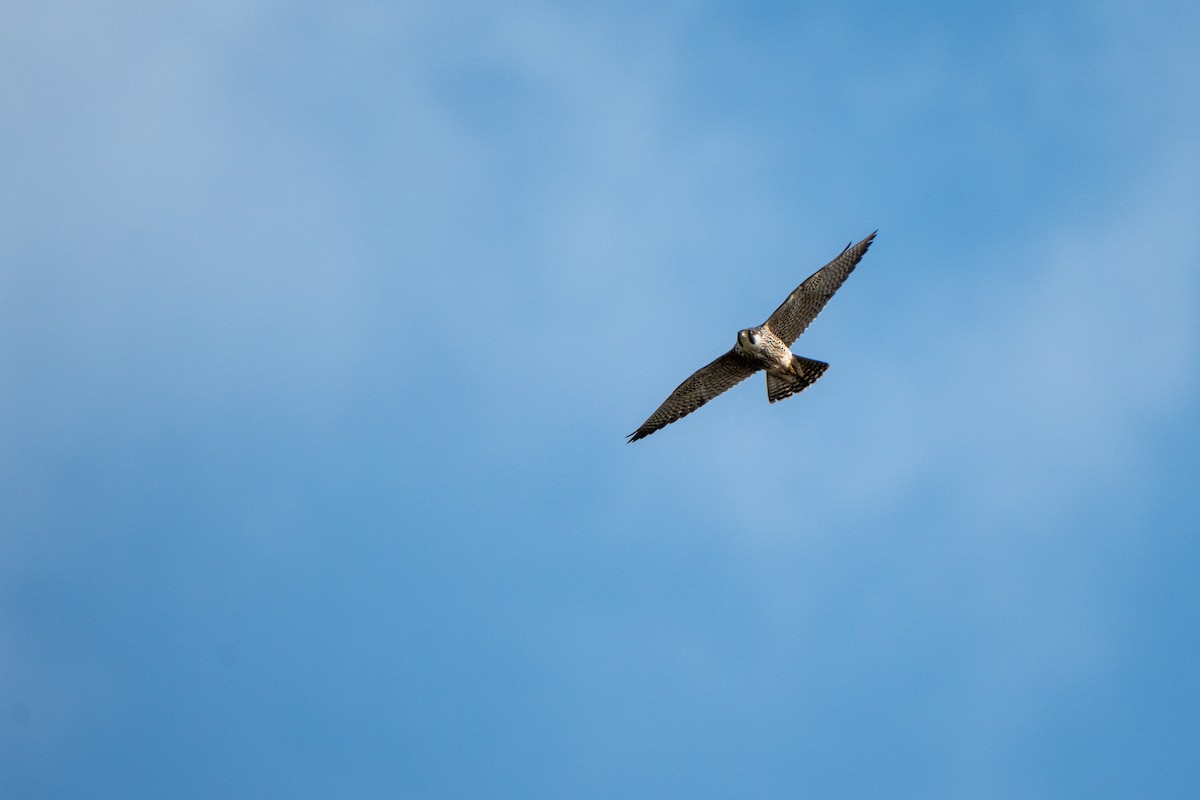 sokol stěhovavý - ML644790877