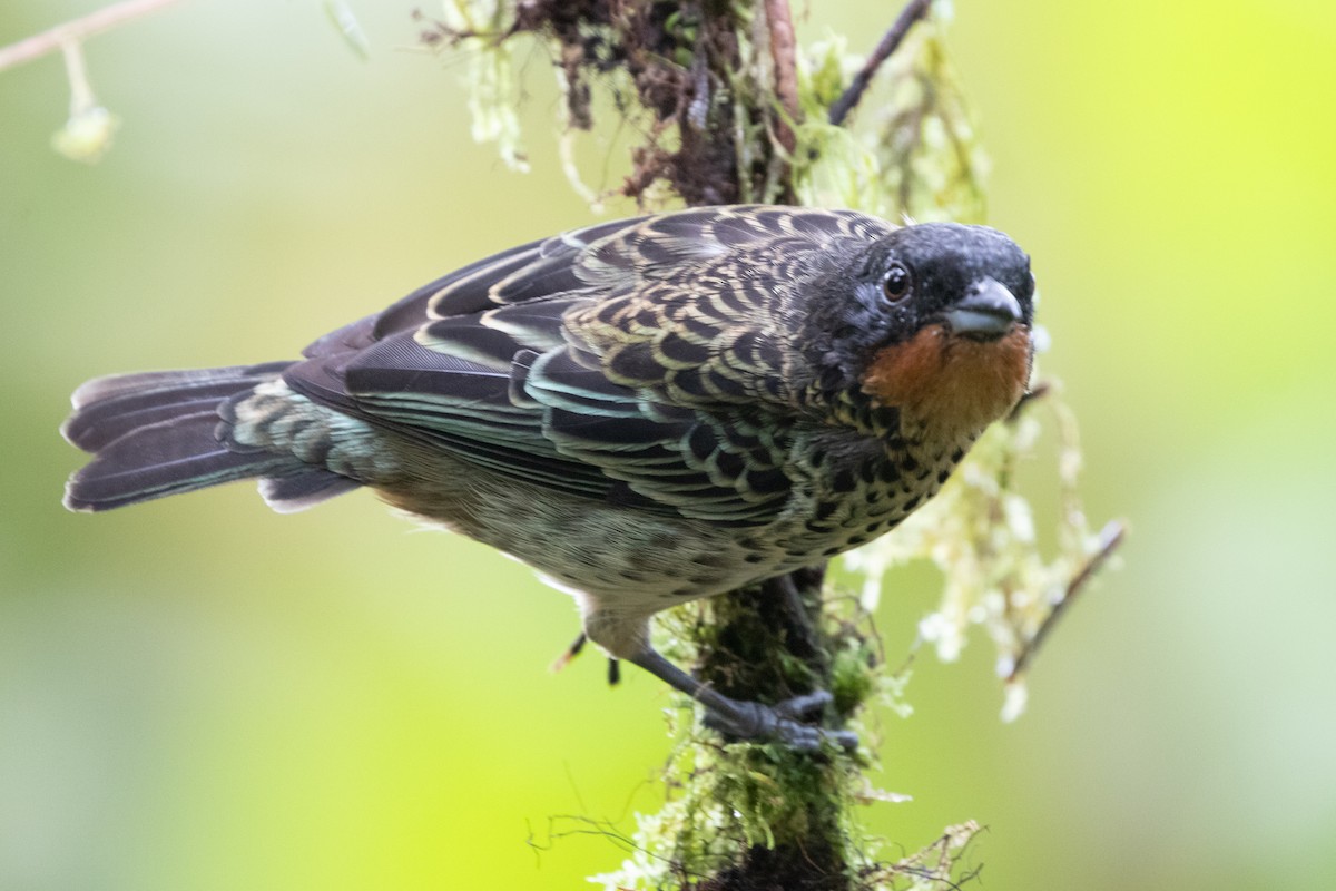 Rufous-throated Tanager - ML644790934