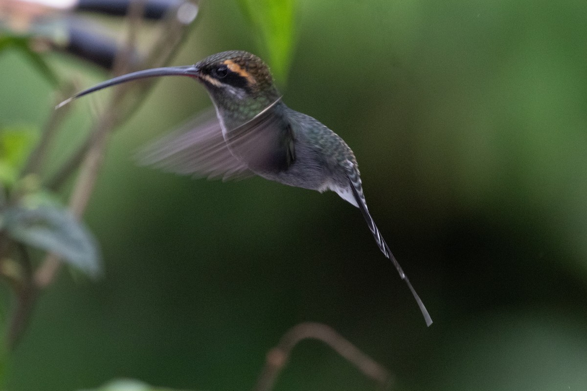 kolibřík bělovousý - ML644790952