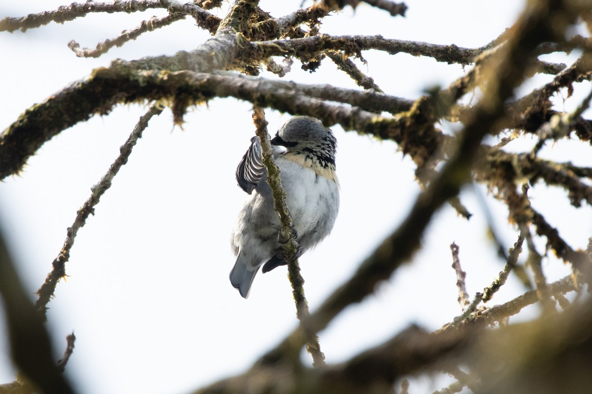 Gray-and-gold Tanager - ML644790967