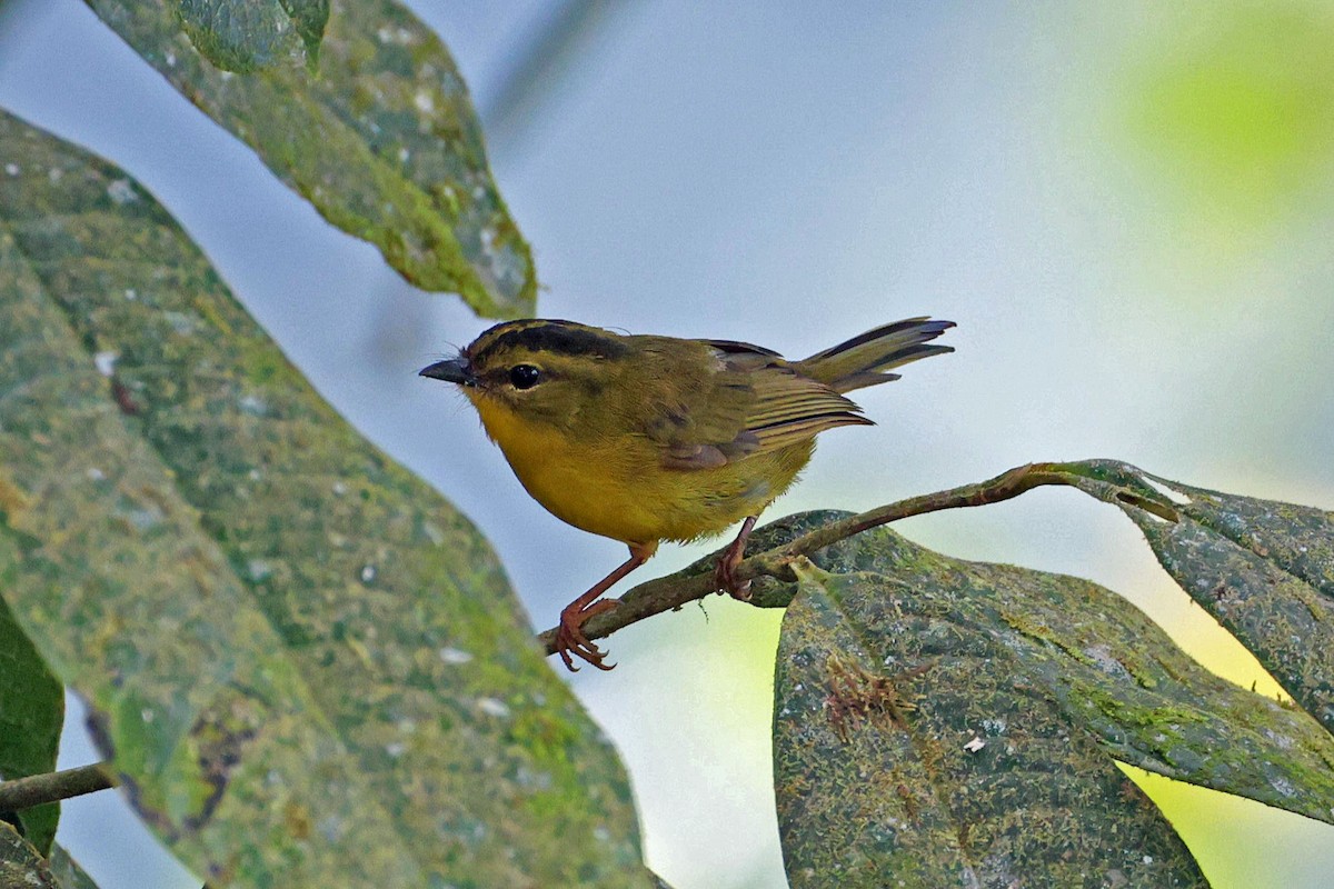 Choco Warbler - ML644790972