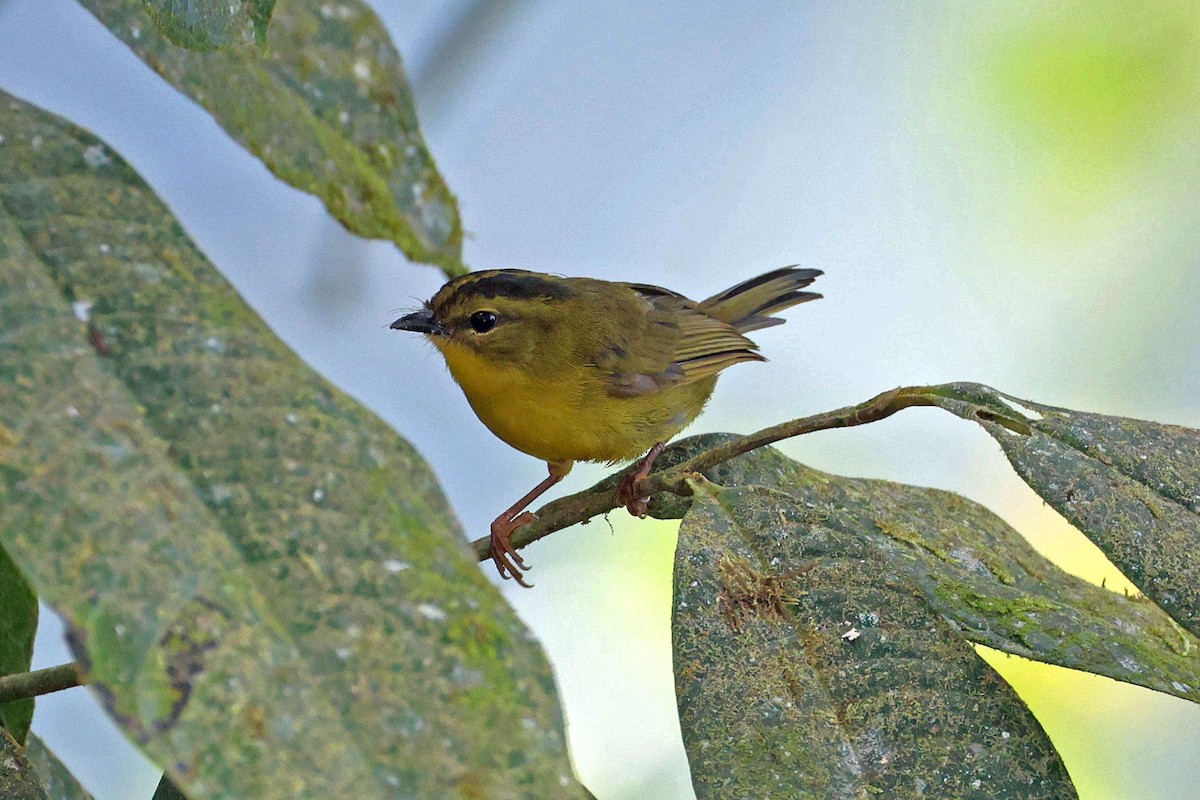 Choco Warbler - ML644790973