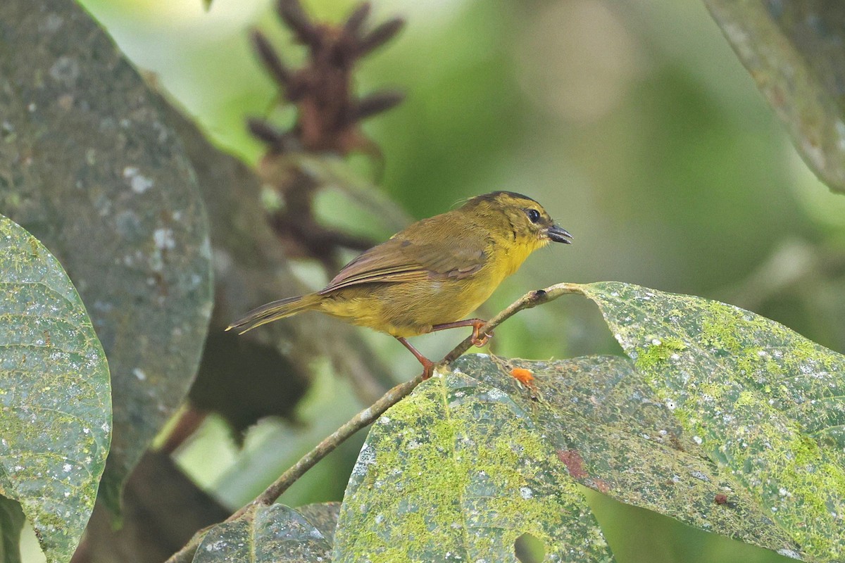 Choco Warbler - ML644790974