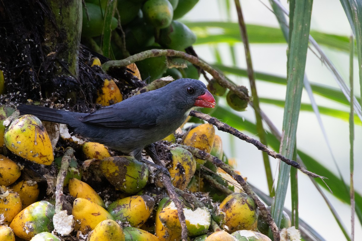 Slate-colored Grosbeak - ML644790975