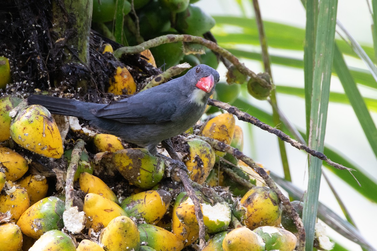 Slate-colored Grosbeak - ML644790976
