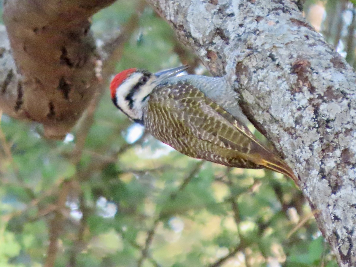 Nubian Woodpecker - ML644790979