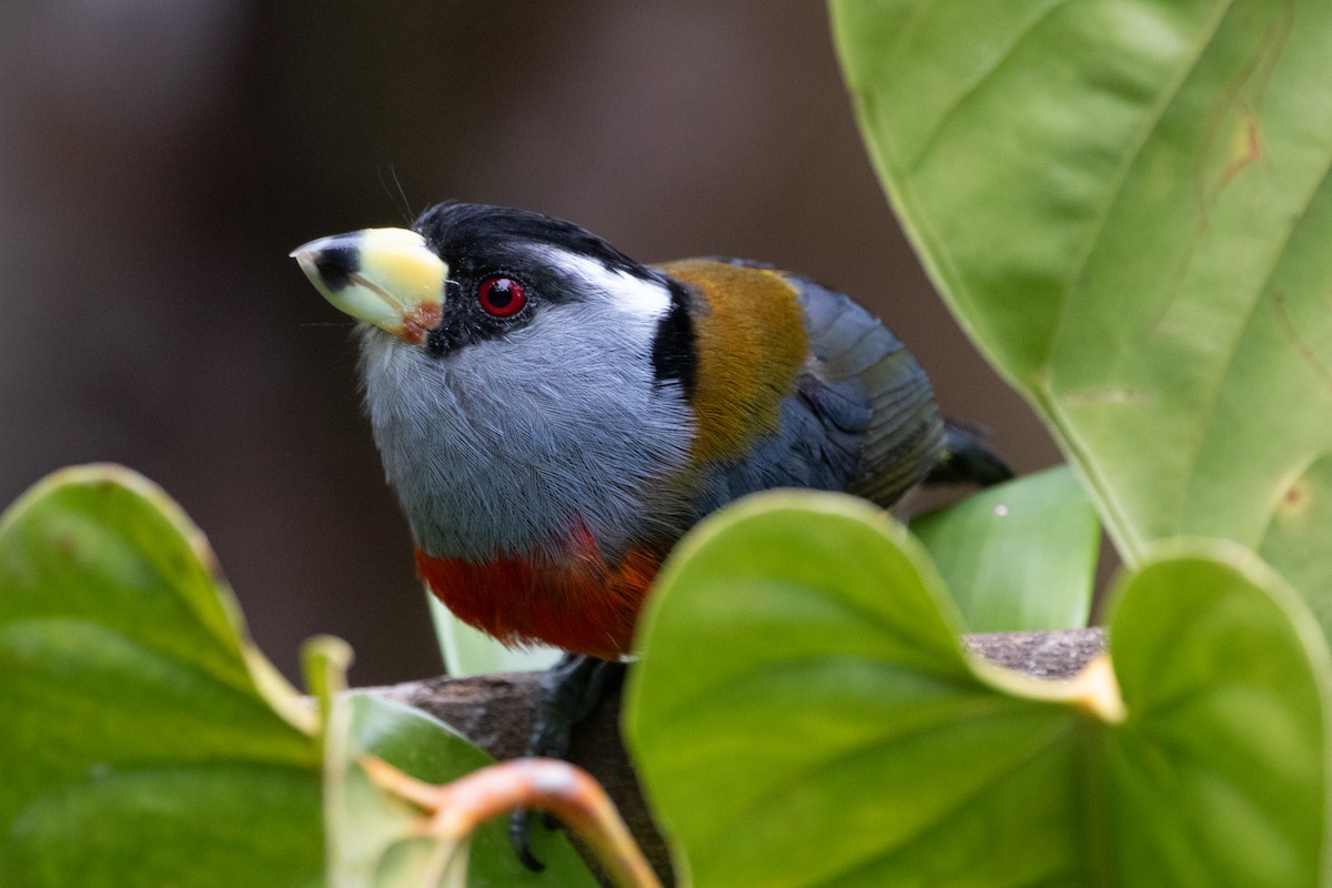 bradáček tukaní - ML644790980