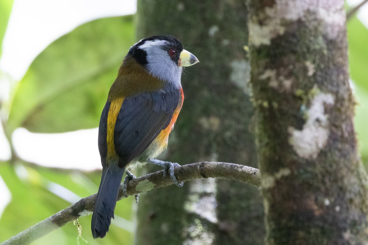 bradáček tukaní - ML644790983