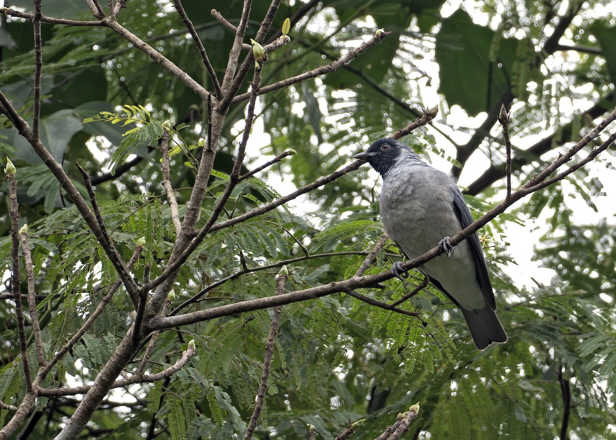 Black-faced Cotinga - ML644790990