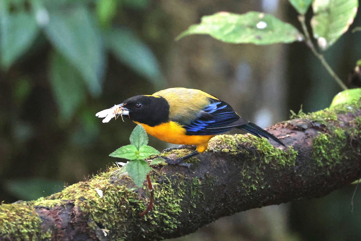 クロアゴヤマフウキンチョウ - ML644790991