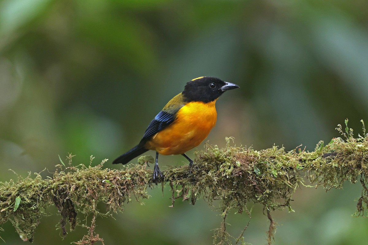 クロアゴヤマフウキンチョウ - ML644790992