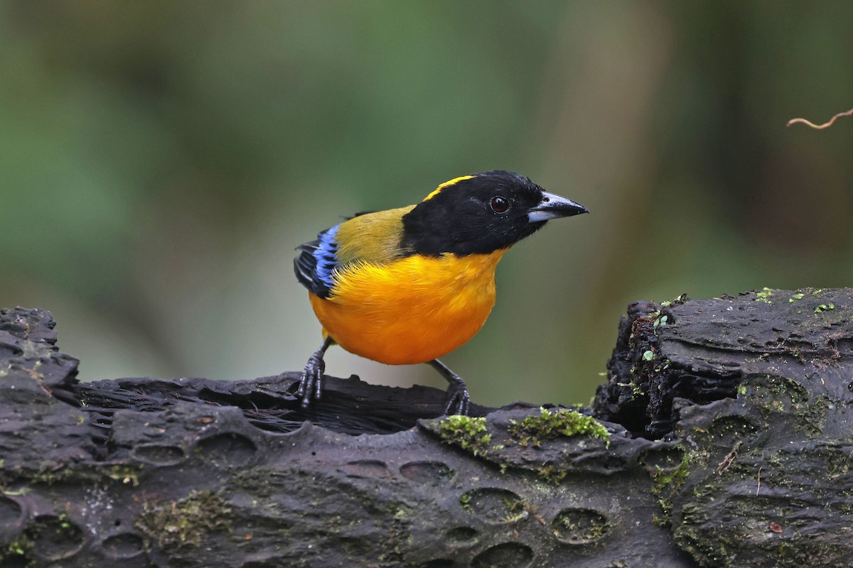 クロアゴヤマフウキンチョウ - ML644790993