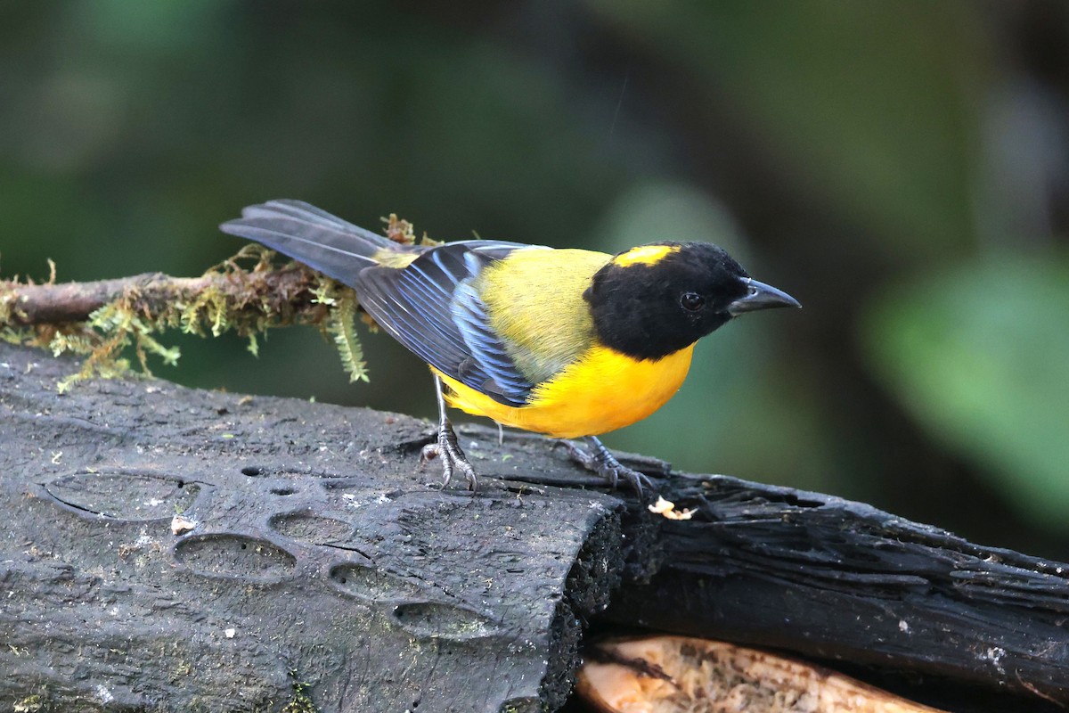 クロアゴヤマフウキンチョウ - ML644790994