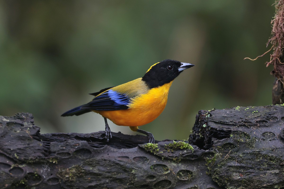 クロアゴヤマフウキンチョウ - ML644790995