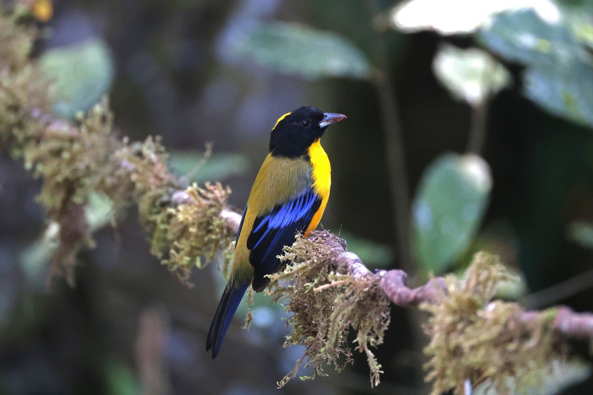 クロアゴヤマフウキンチョウ - ML644790997