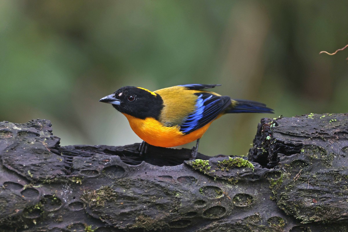 クロアゴヤマフウキンチョウ - ML644790998