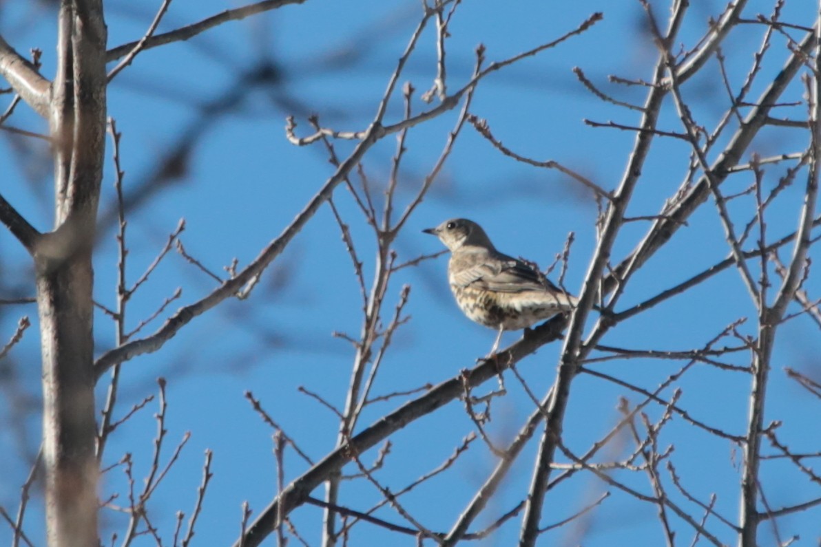 drozd brávník - ML644791024