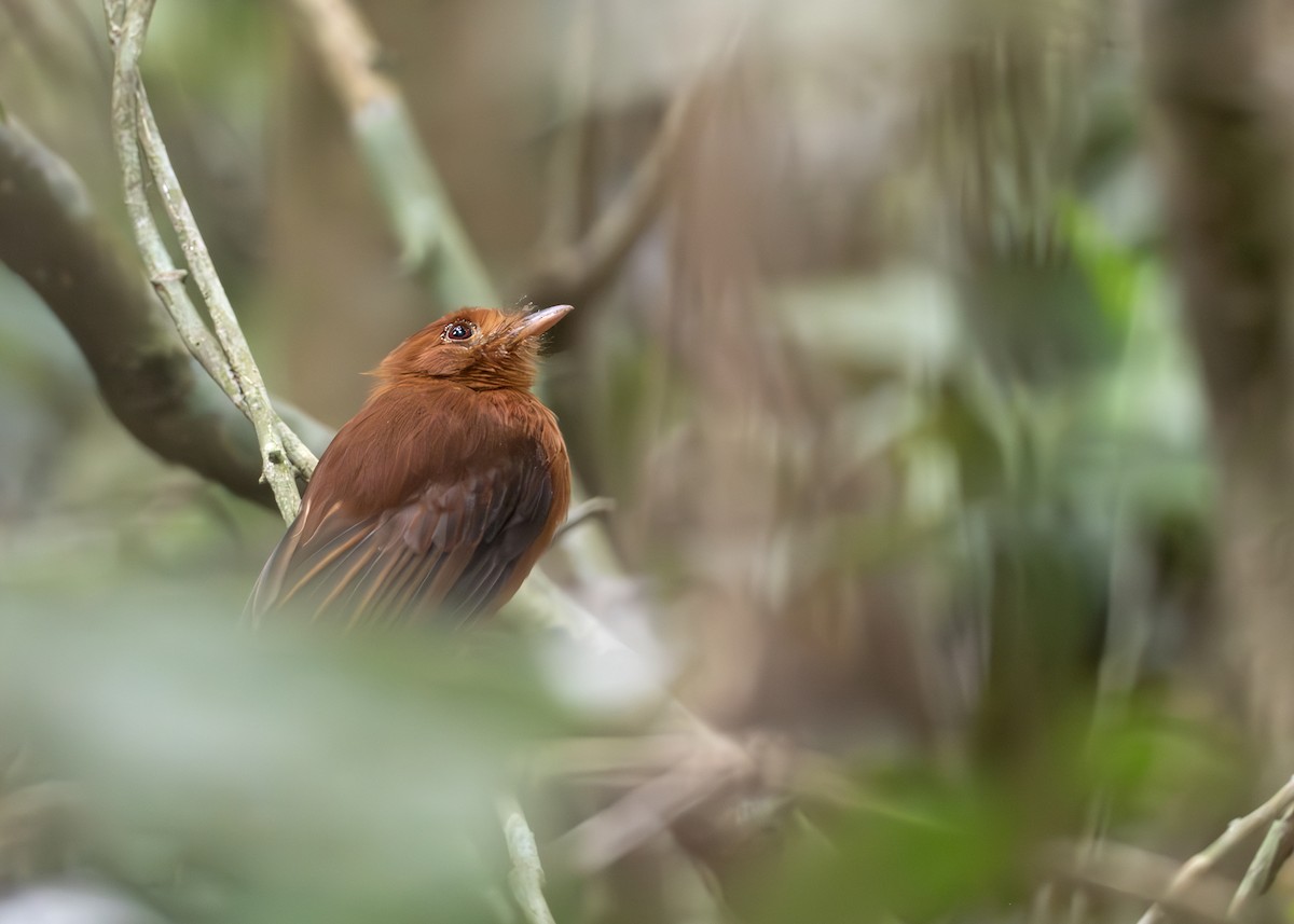 Rufous Twistwing - ML644791027