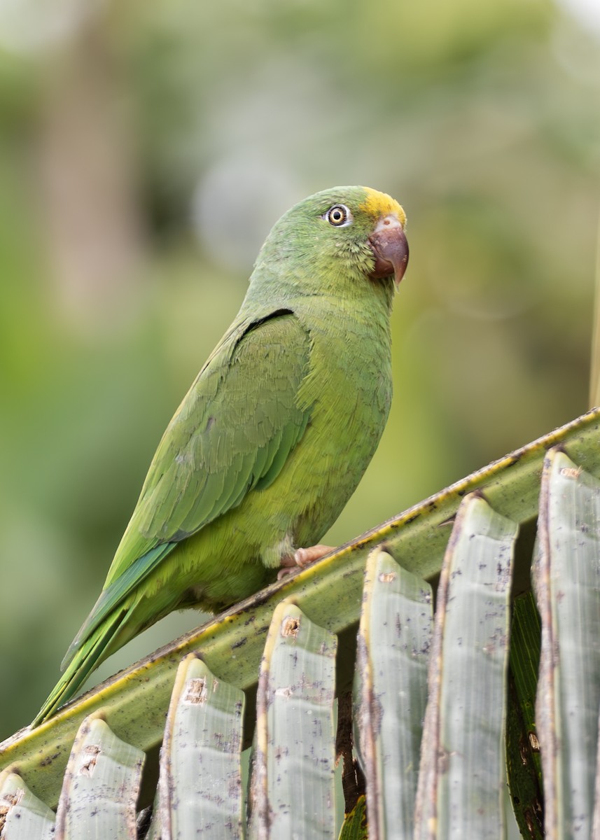 tirika žlutočelý - ML644791039