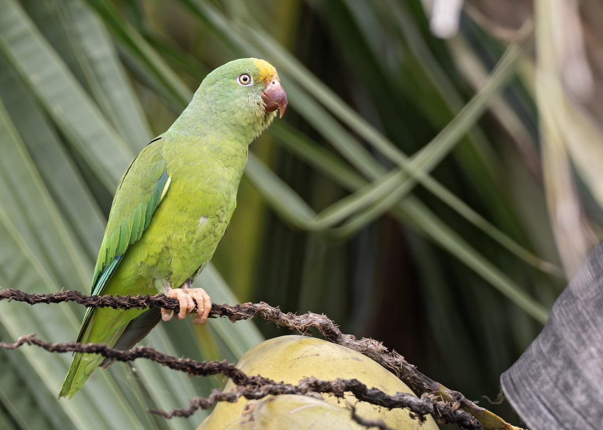 tirika žlutočelý - ML644791040