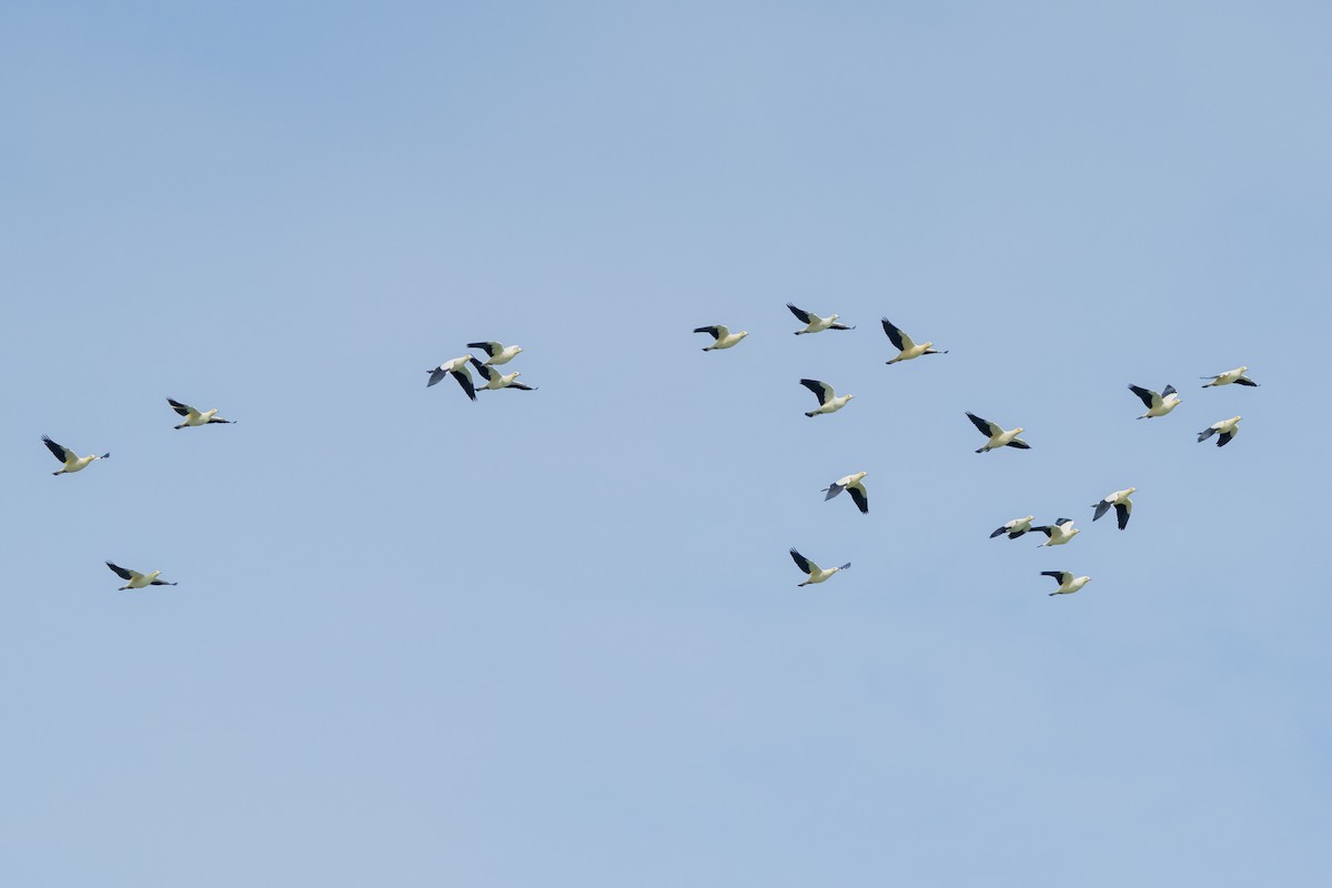 holub dvoubarvý - ML644791041