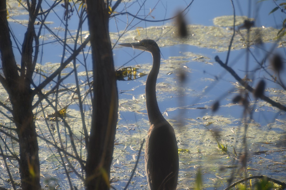 volavka velká - ML644791045