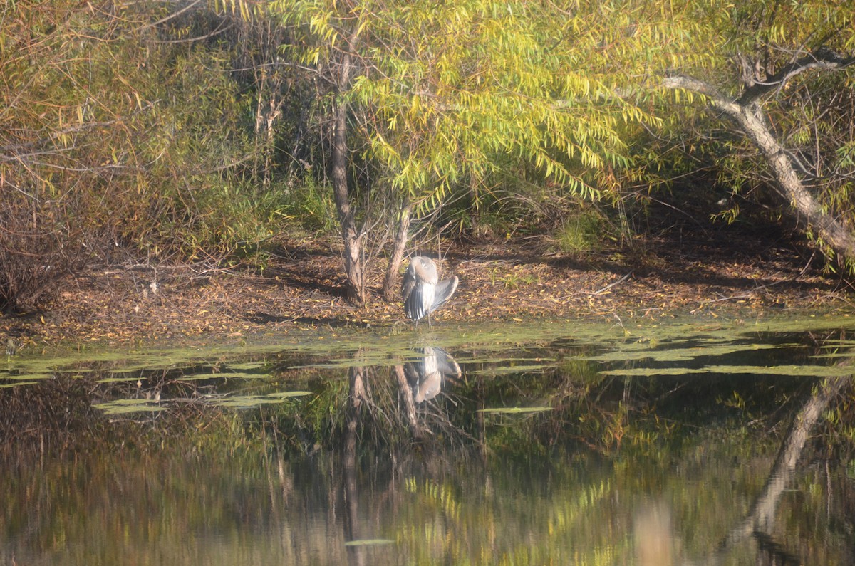 volavka velká - ML644791046