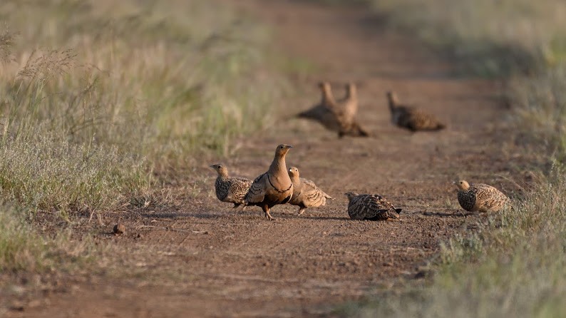 stepokur hnědobřichý - ML644791047