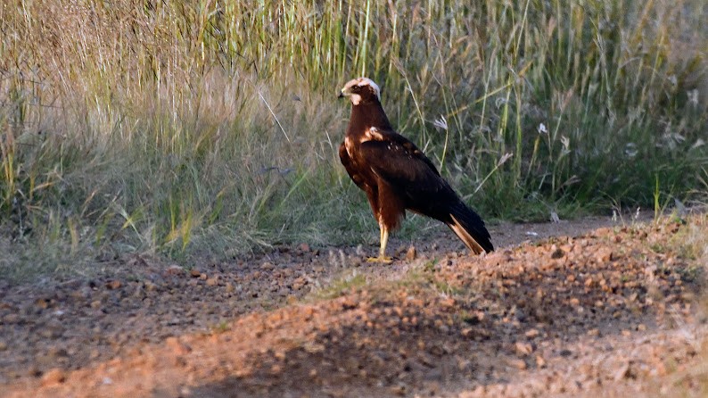 moták pochop - ML644791048