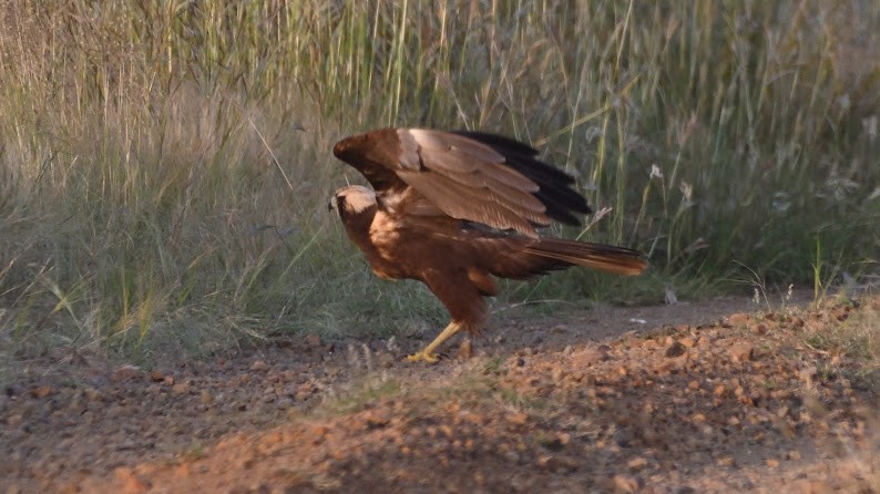 moták pochop - ML644791049