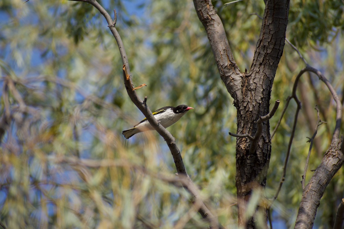 medosavka ozdobná - ML644791050