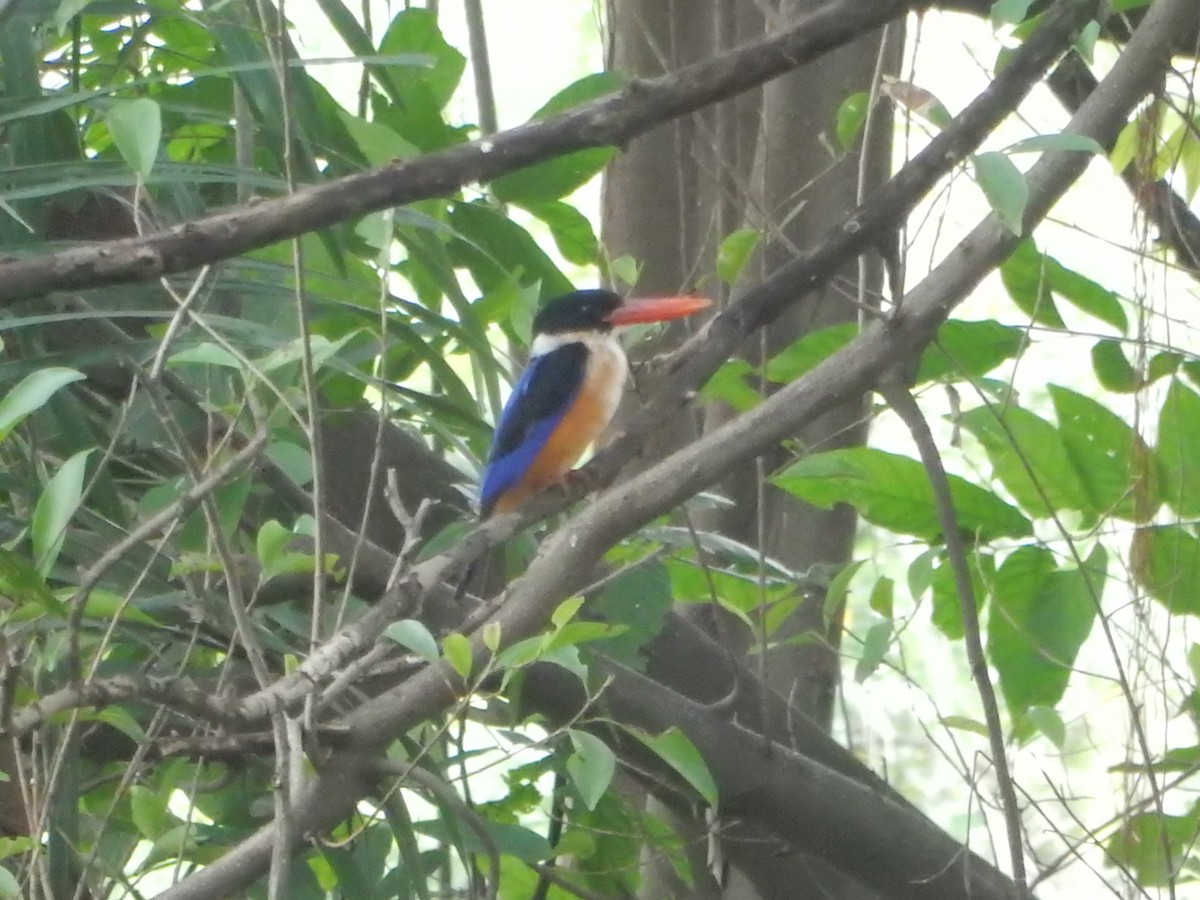 ledňáček černohlavý - ML644791051