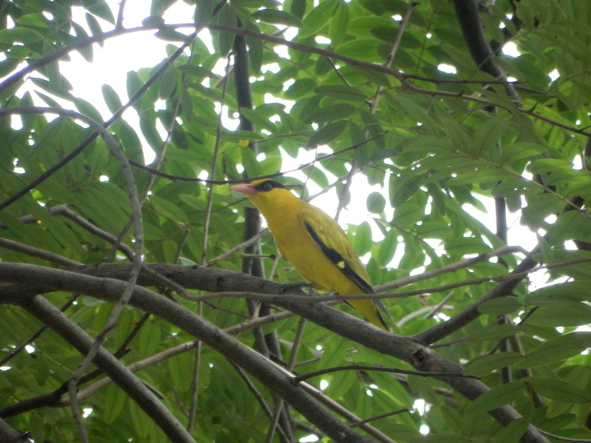 žluva černošíjná - ML644791052