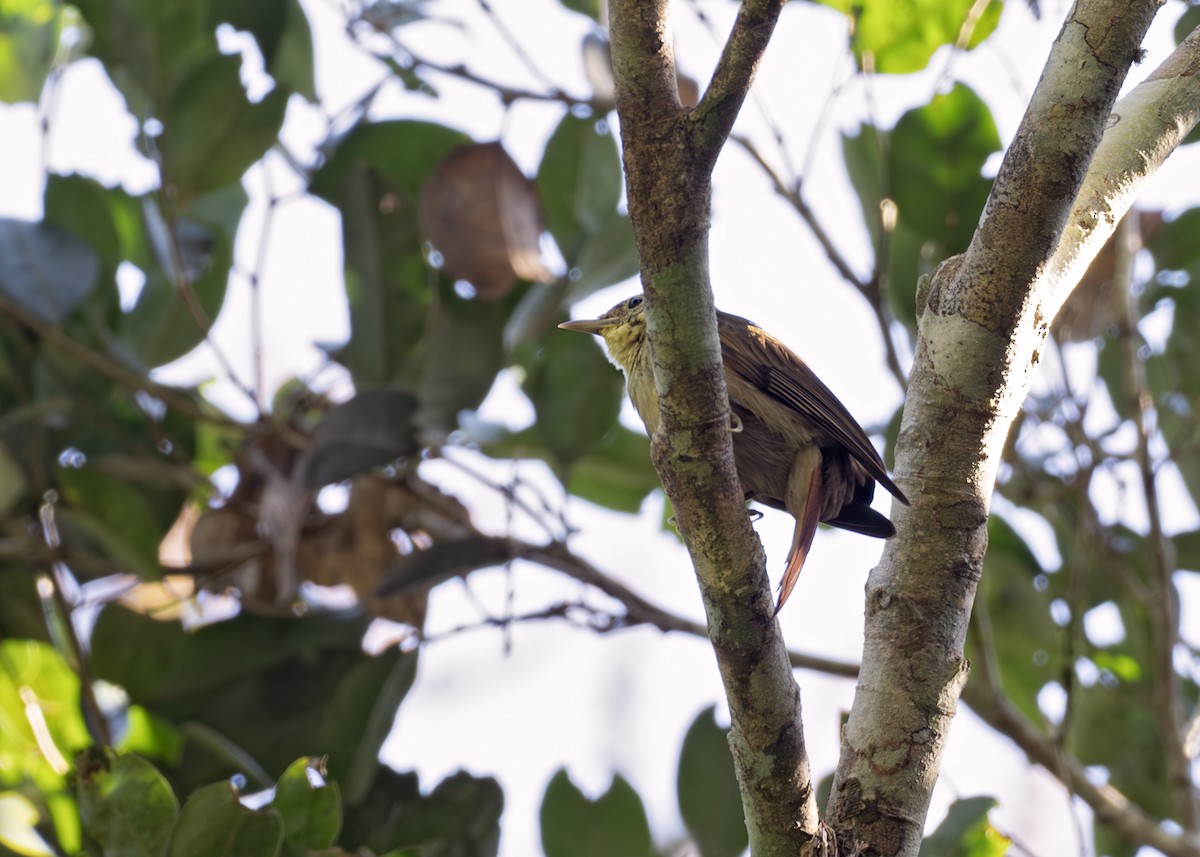 Rufous-tailed Foliage-gleaner - ML644791053