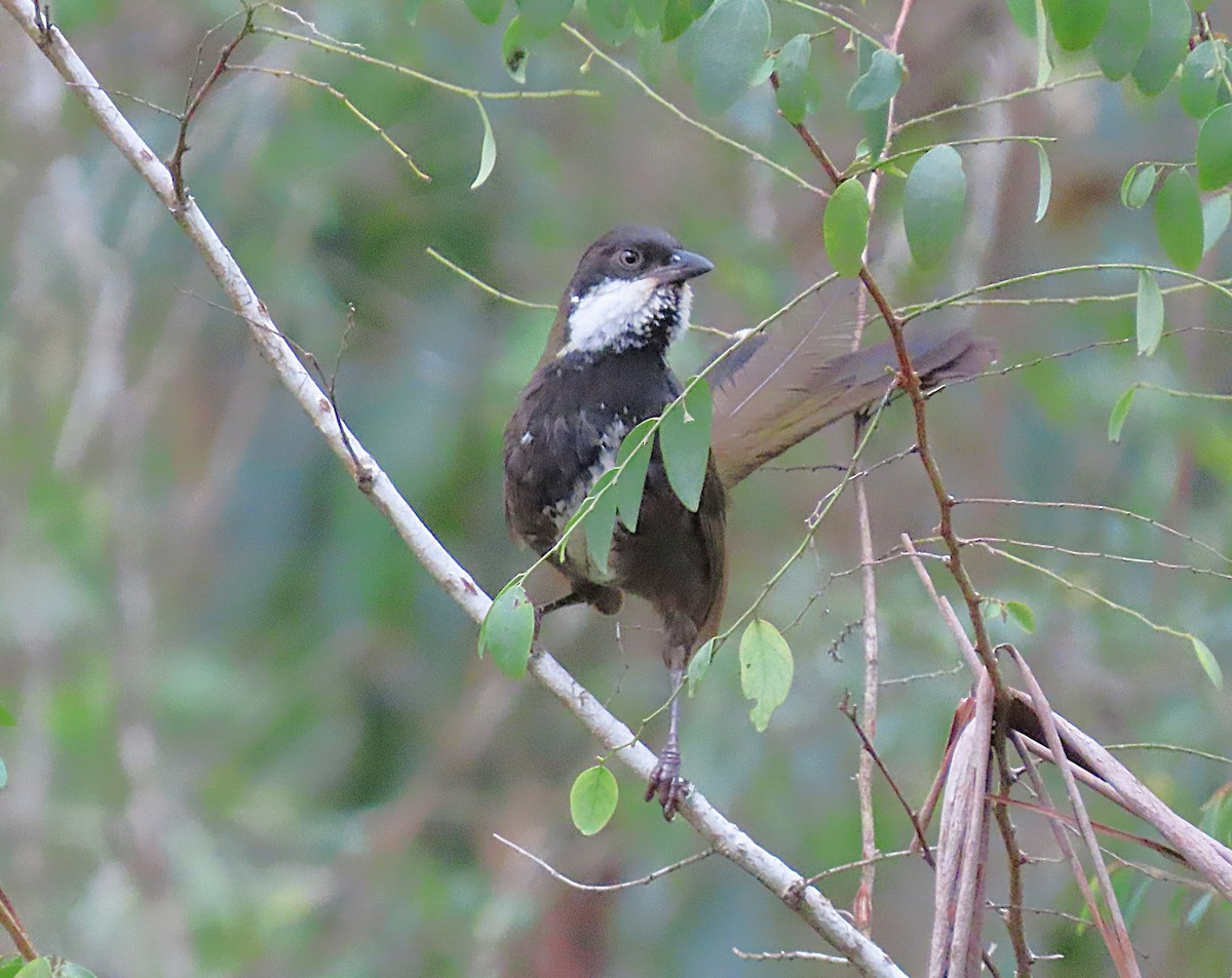 kosovec zvučnohlasý - ML644791054