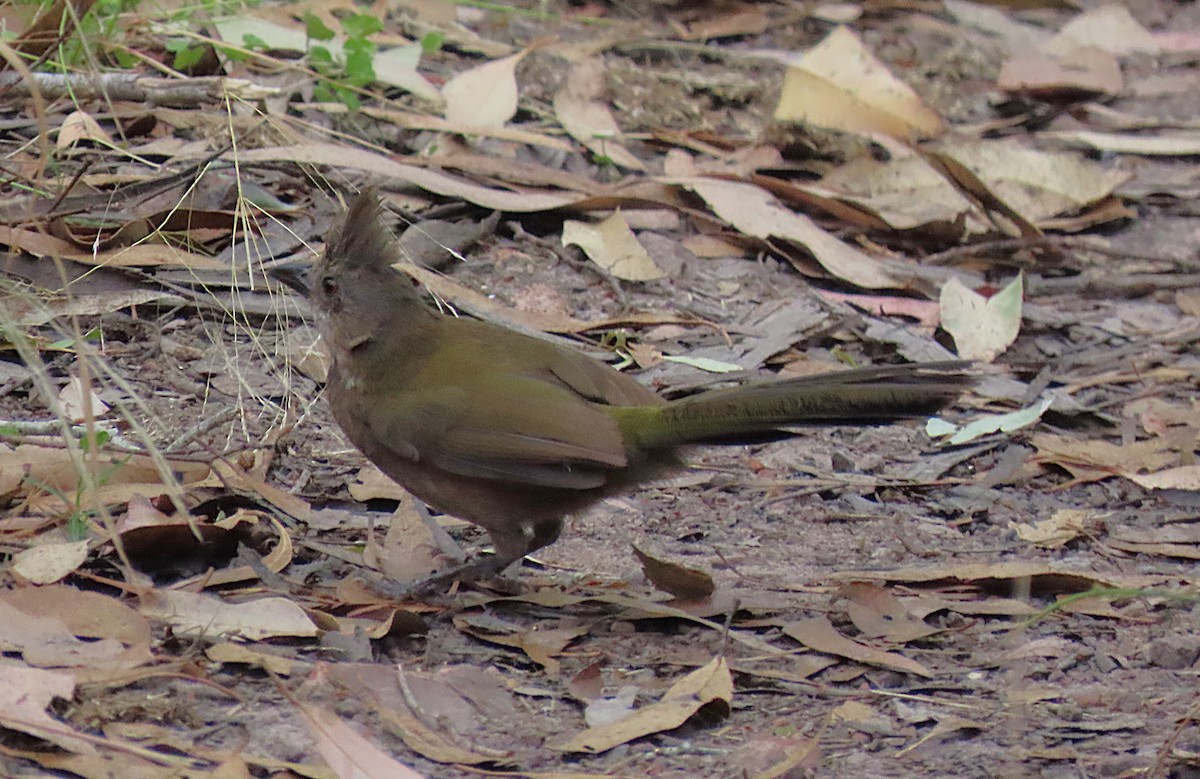 kosovec zvučnohlasý - ML644791055