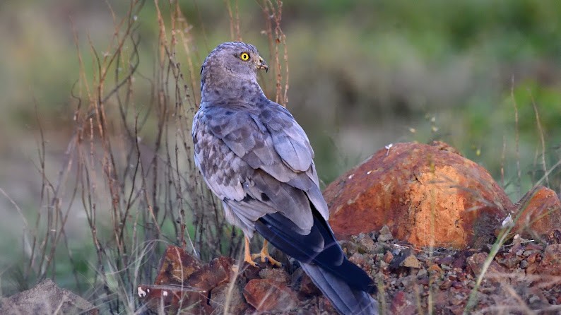 moták lužní - ML644791056