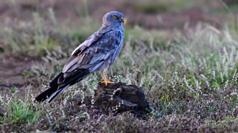 moták lužní - ML644791058